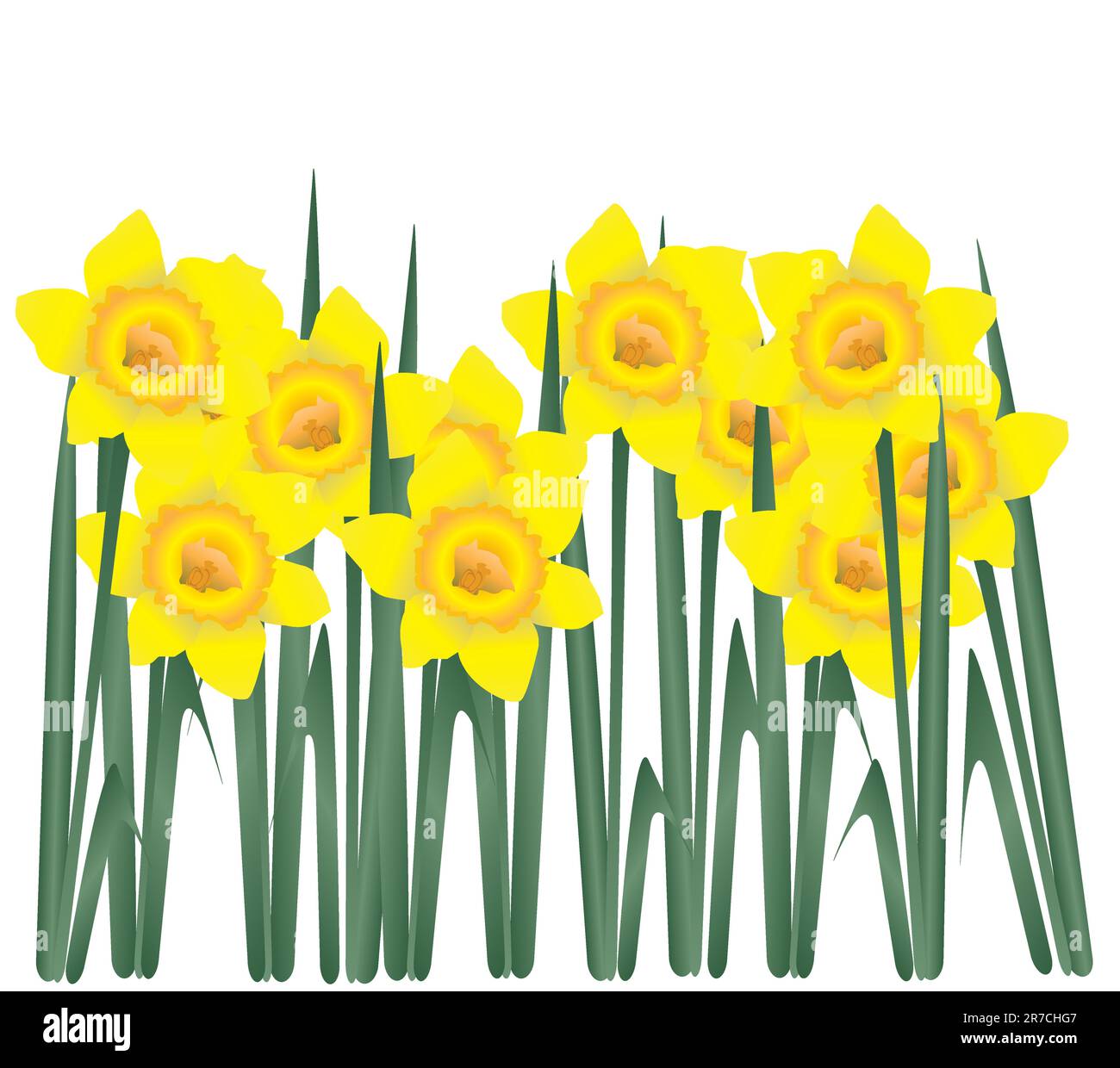 Spring yellow daffodils Stock Vector Images - Alamy