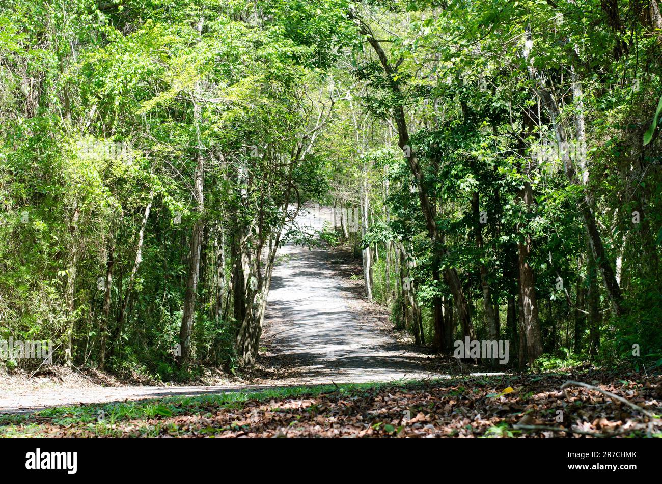 Trail inside Metropolitan Natural Park in Panama City Stock Photo