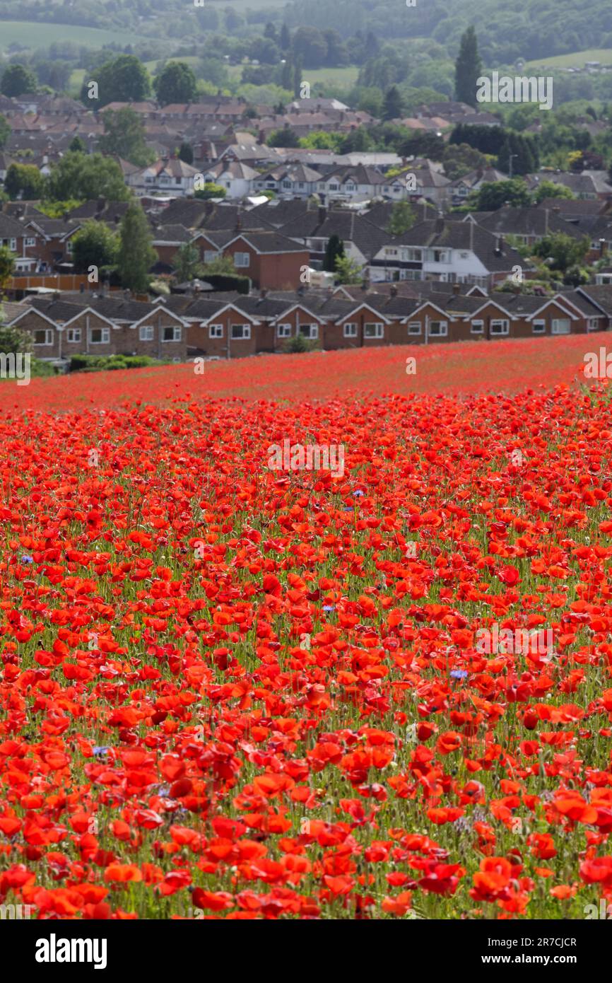 A poppy field by a housing estate in Stourport, Worcestershire. Stock Photo