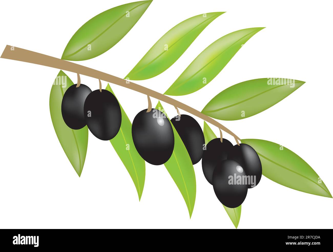 Vector illustration of olive branch with olives Stock Vector Image ...