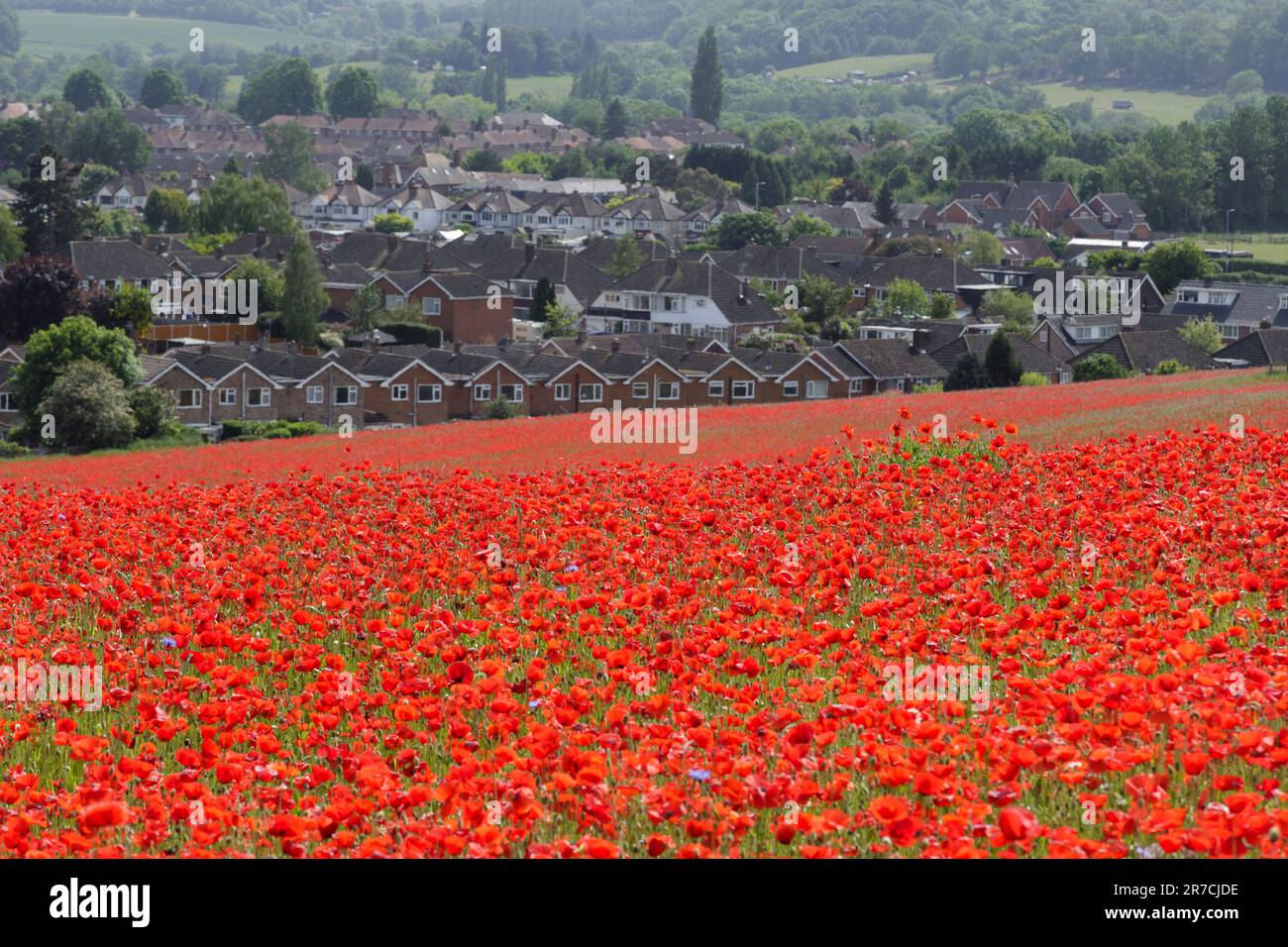 A poppy field by a housing estate in Stourport, Worcestershire. Stock Photo