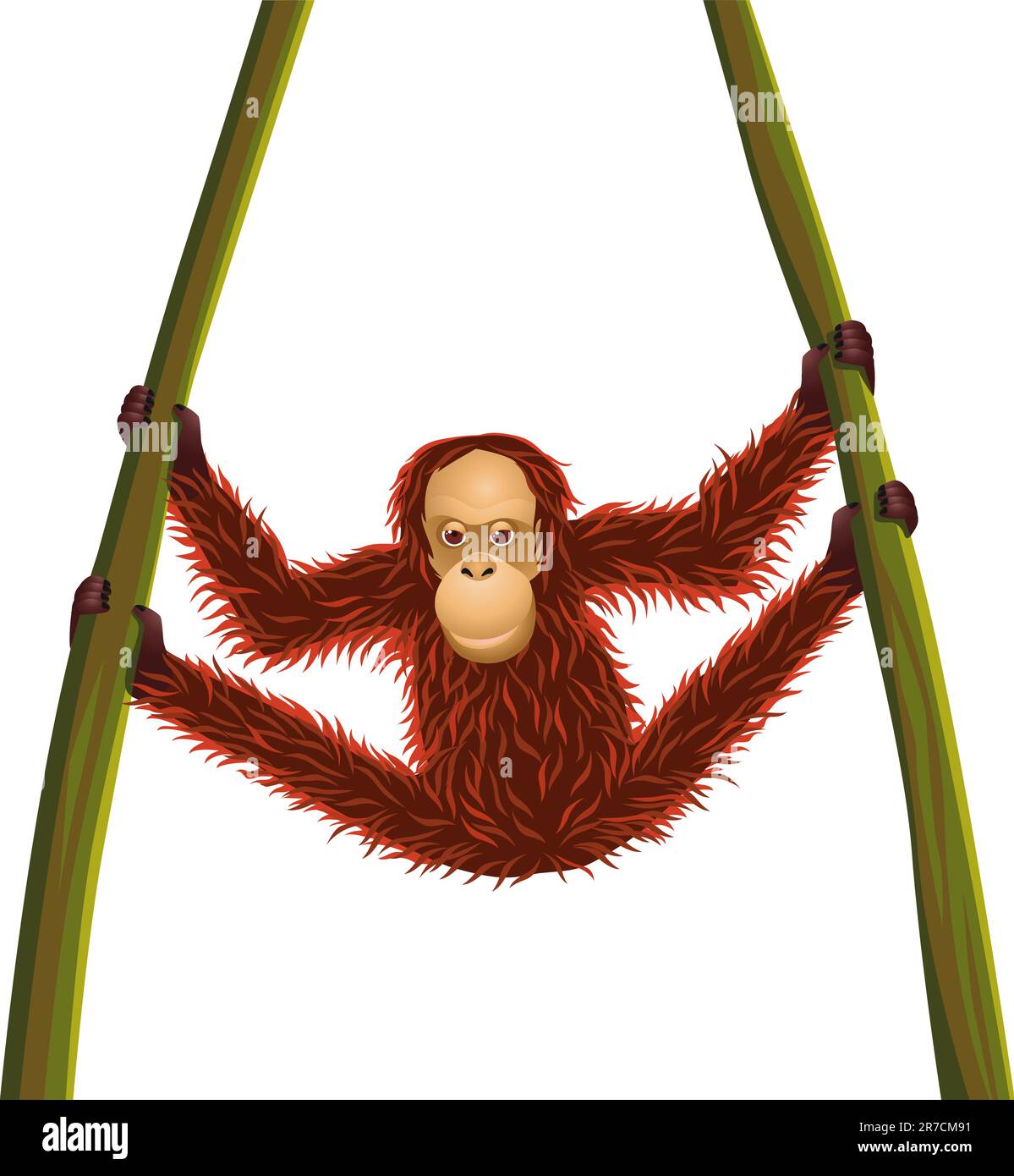 Orangutan hanging Stock Vector