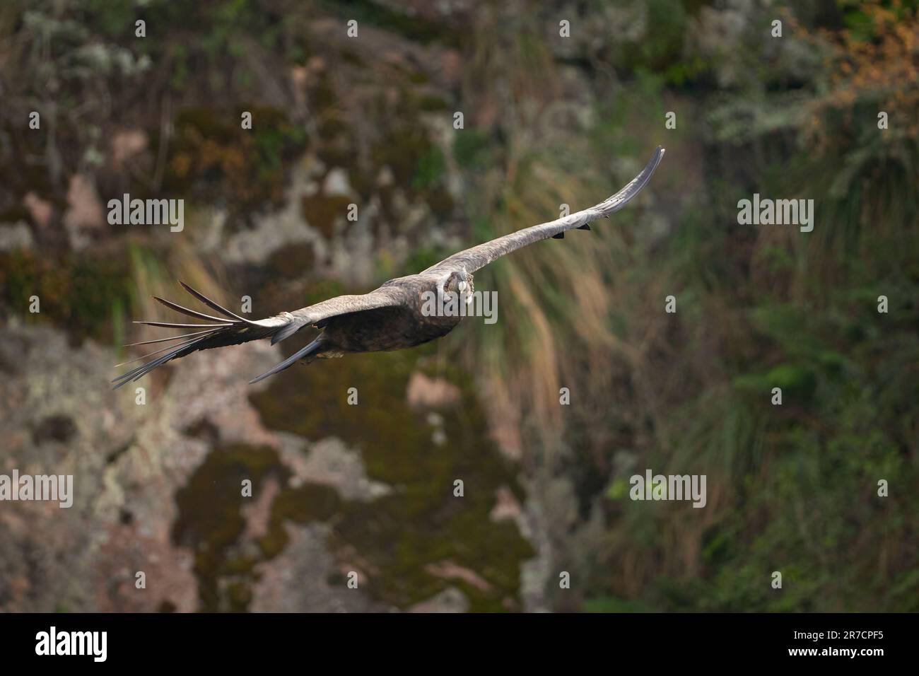 CONDOR ANDINO VOLANDO Stock Photo