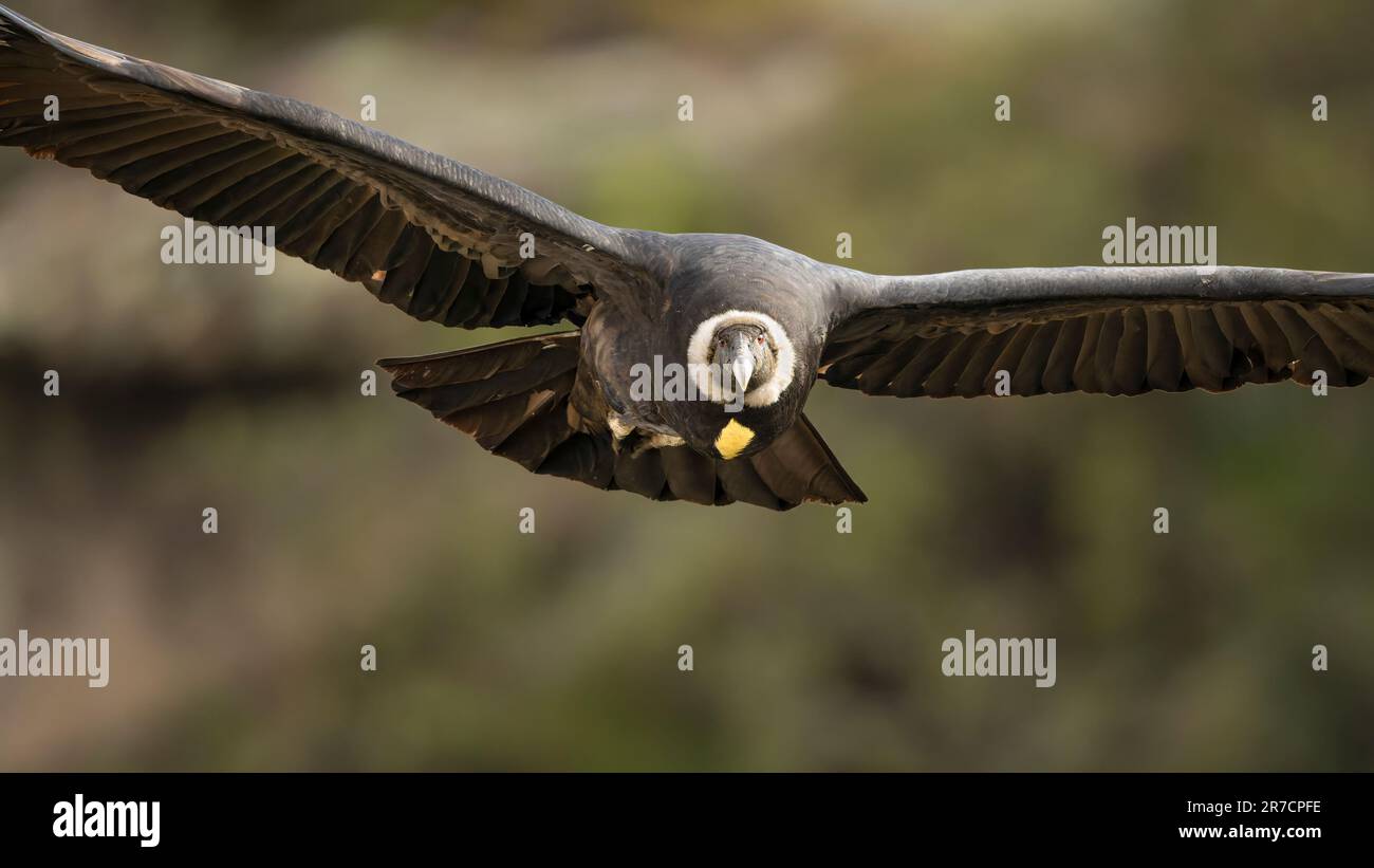 condor andino volando Stock Photo