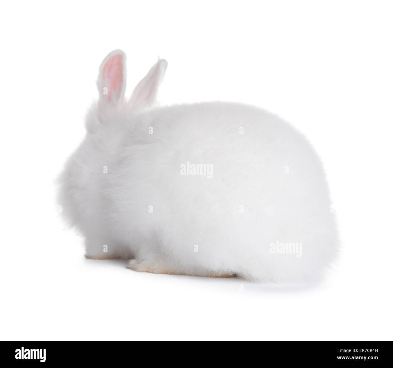 Fluffy rabbit on white background. Cute pet Stock Photo - Alamy