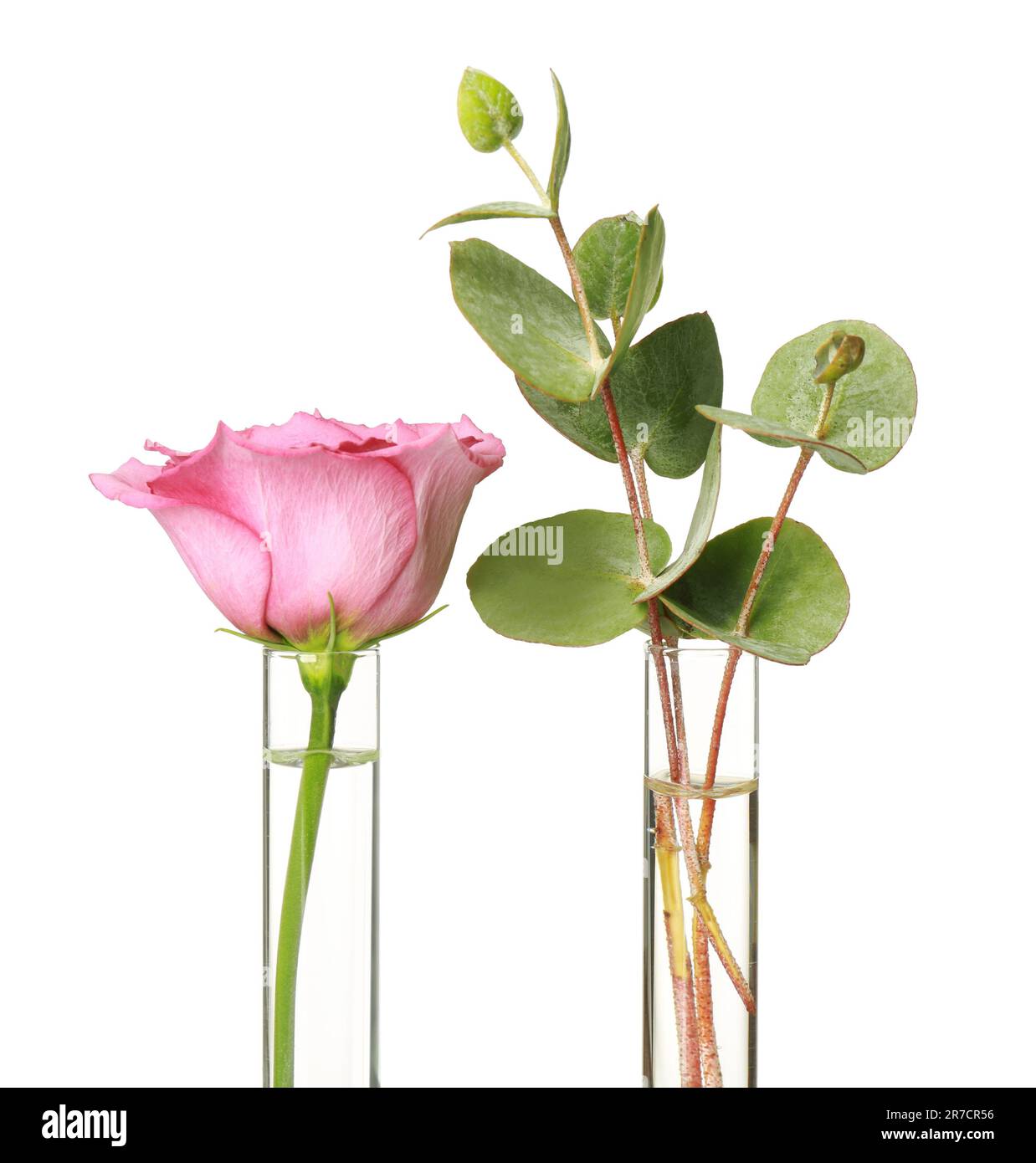 Different plants in test tubes on white background Stock Photo