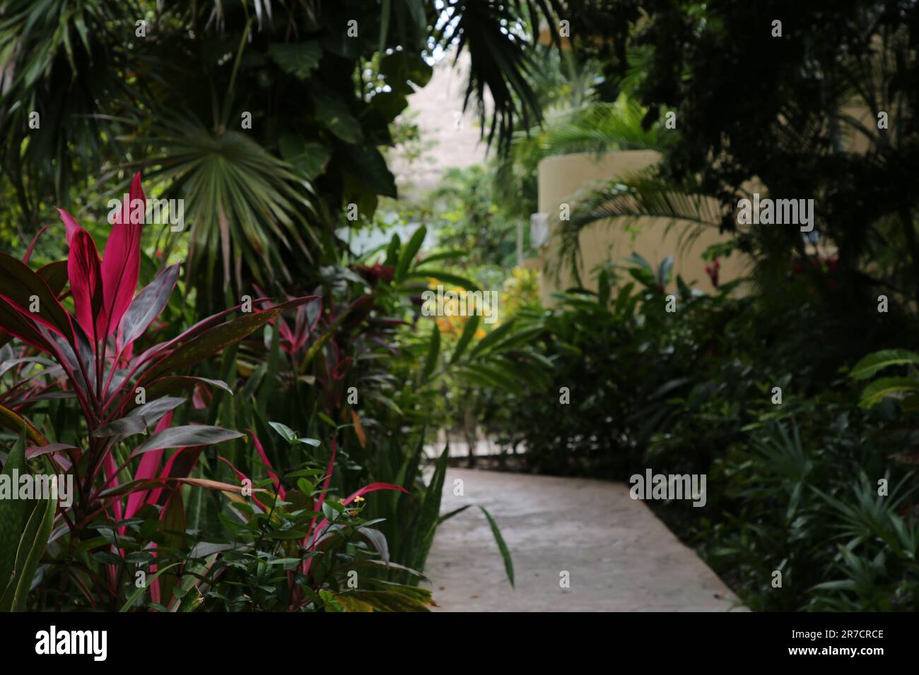 Beautiful cordyline shrubs and exotic plants with green leaves outdoors. Space for text Stock Photo
