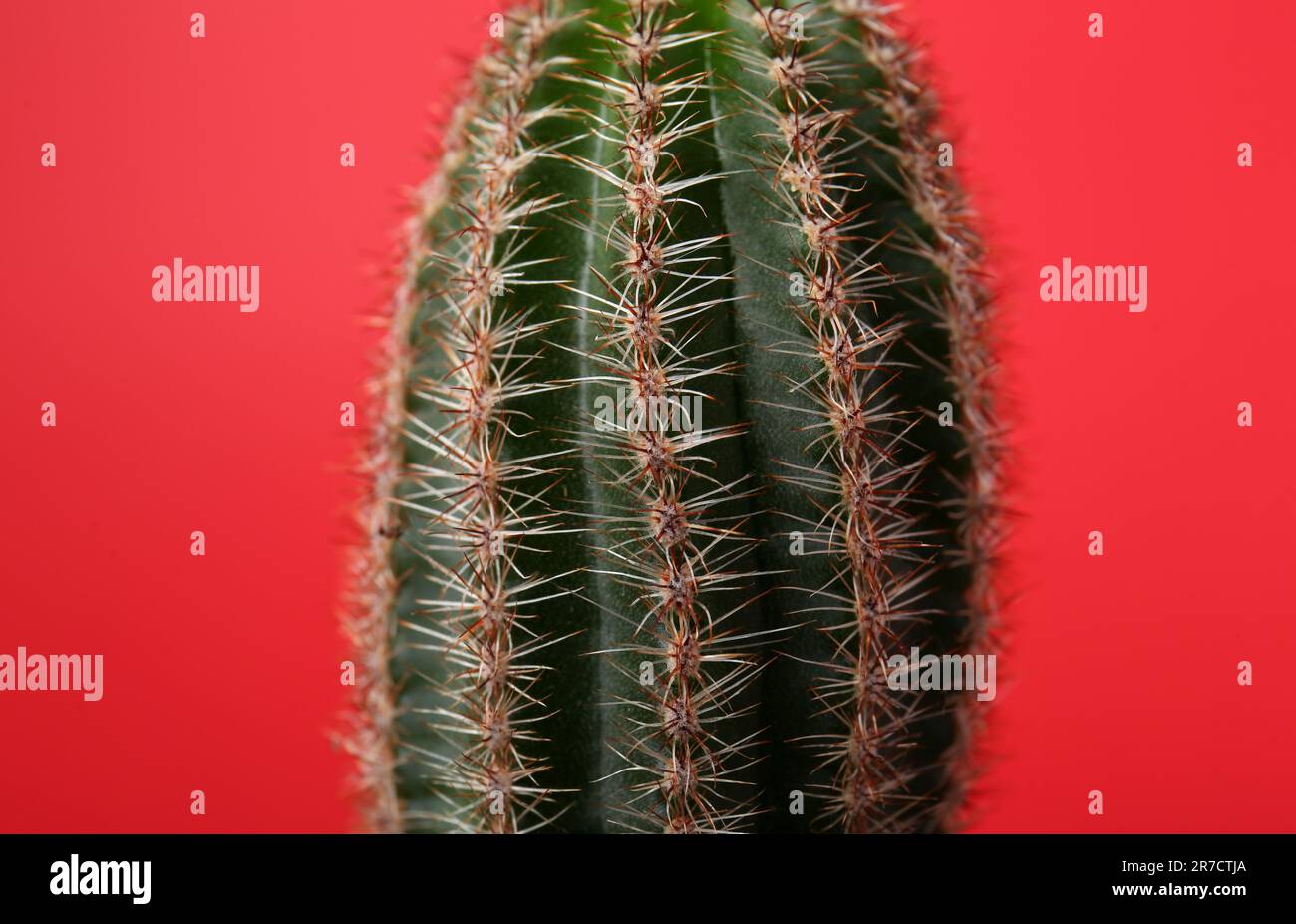 Beautiful green cactus on red background, closeup. Tropical plant Stock Photo