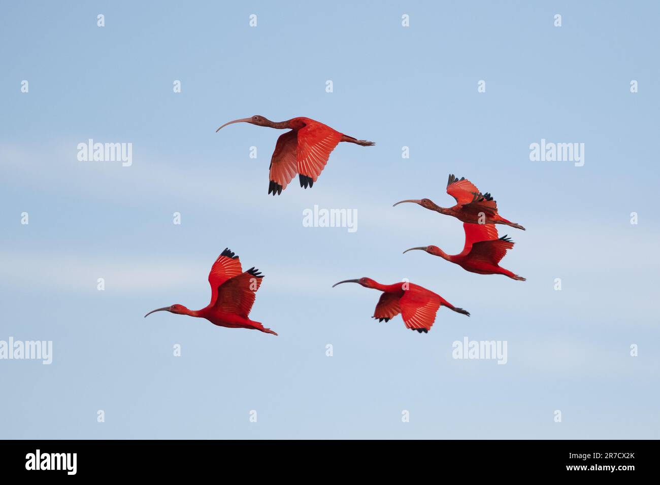 Scarlet Ibis (Eudocimus ruber) in flight in NE Brazil Stock Photo