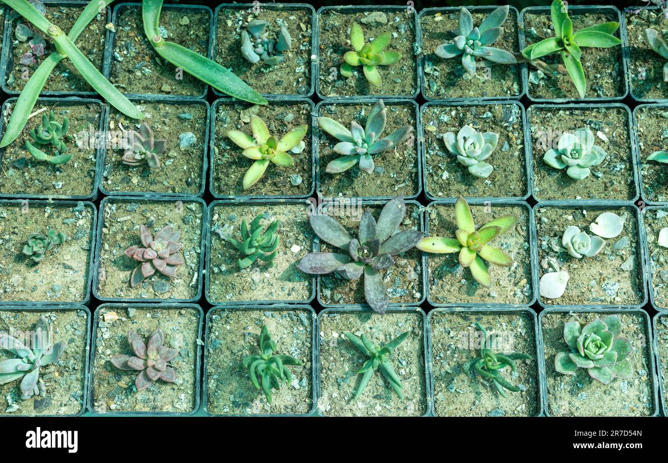 Red, pink, blue and green color succulent propagation Stock Photo