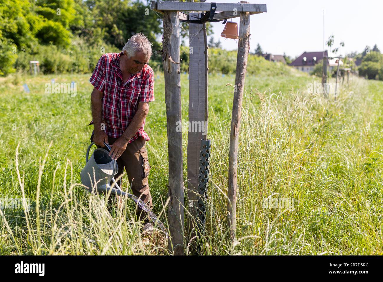Staufen Im Breisgau, Germany. 14th June, 2023. Fruit grower Martin Geng
