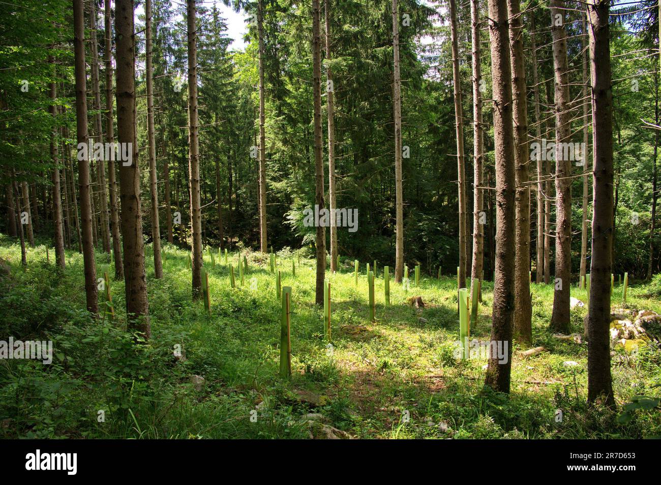 Reforestation by planting young trees Stock Photo