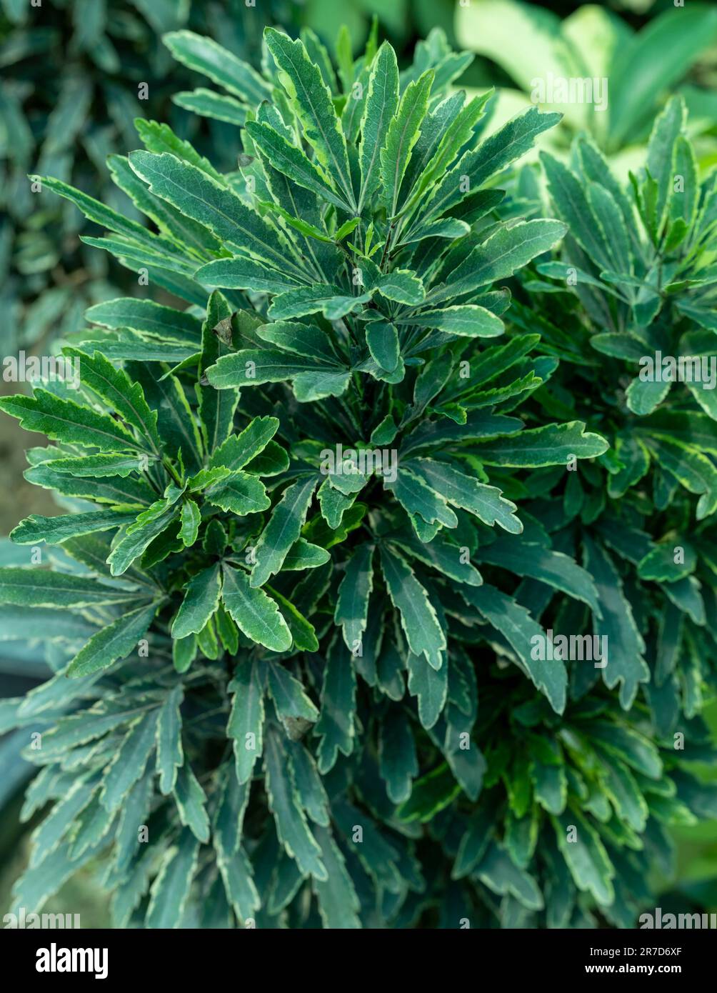 Exotenherz - doigt aralia - vert - dizygotheca elegantissima