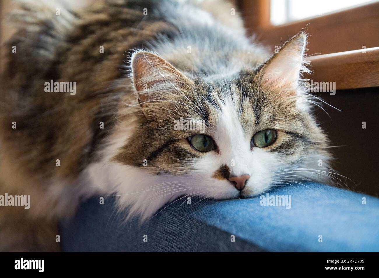 A closeup of a beautiful tabby domestic cat with long fur and green eyes laying on the back of a dark blue sofa. Horizontal image with narrow depth of Stock Photo