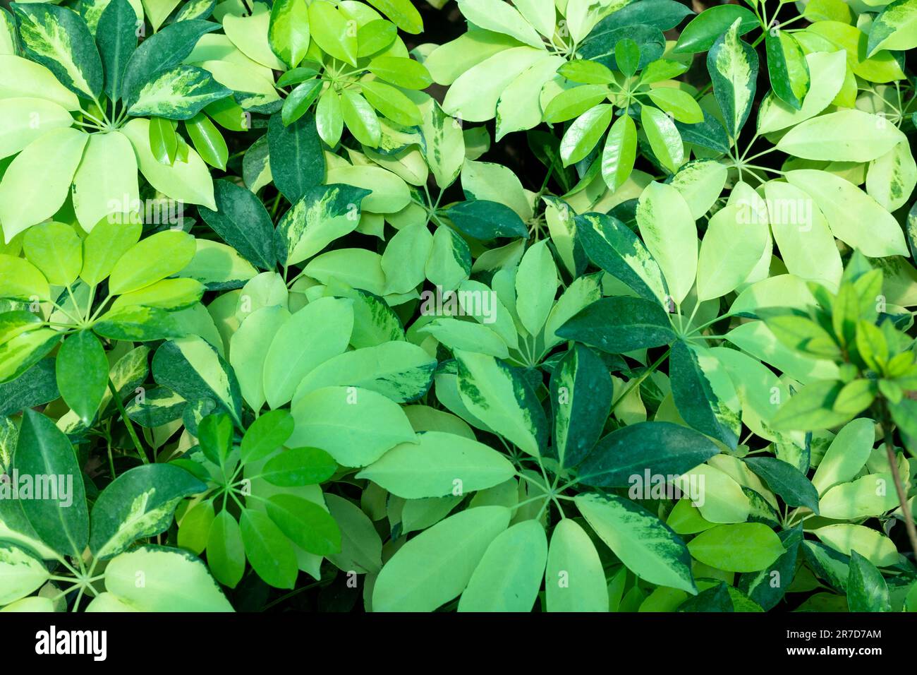 Schefflera variegated leaves nature texture background. Stock Photo