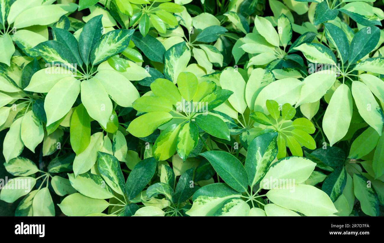 Schefflera variegated leaves natural background Stock Photo