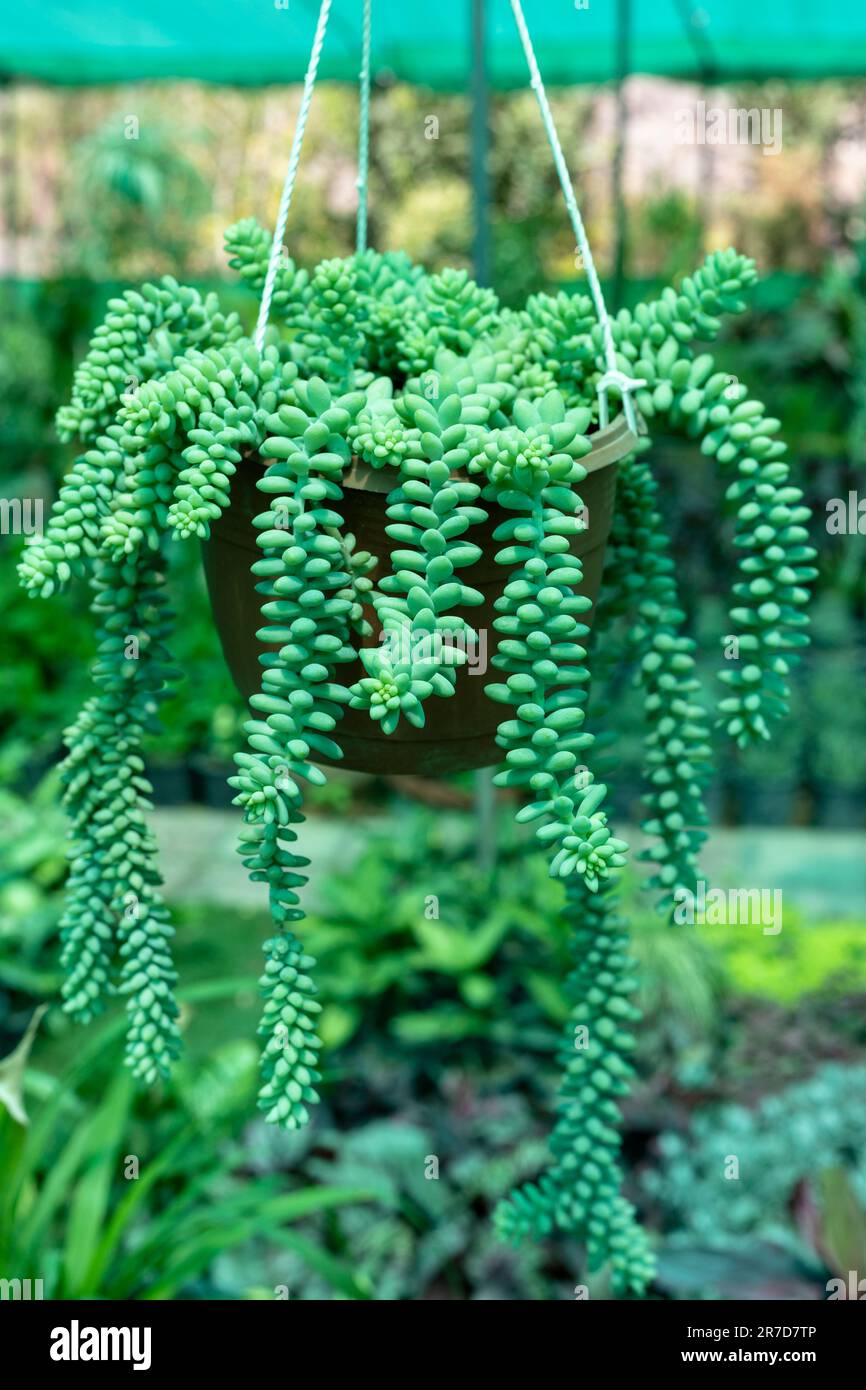 Hanging succulent plant Burro’s tail in a hanging basket. Stock Photo