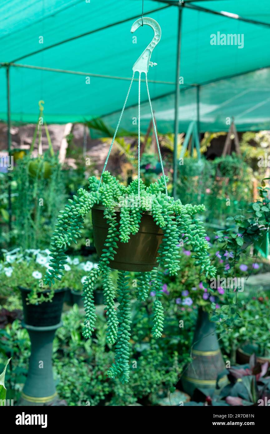 Donkey tail sedum burrito tail, or baby donkey tail in a hanging pot. Stock Photo