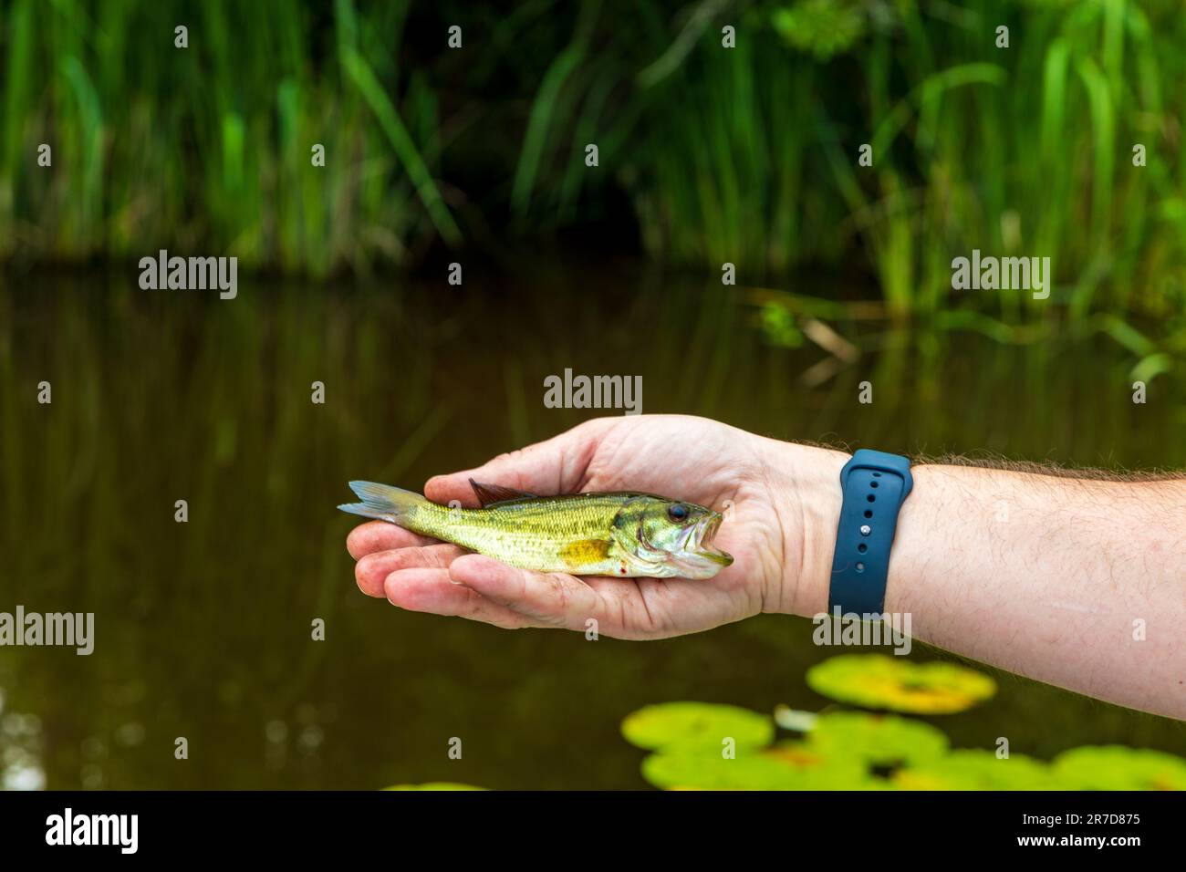 Small Live Fish Caught From A Lake Against A River Fish Hanging On A Hook  And Fishing Line Close Up Selective Background Fishing Background Stock  Photo - Download Image Now - iStock