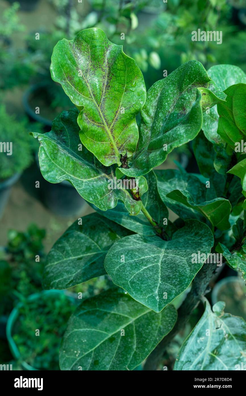 Fiddle leaf fig infected plant closeup Stock Photo