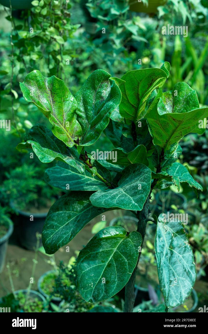 Ficus lyrata infected plant closeup Stock Photo