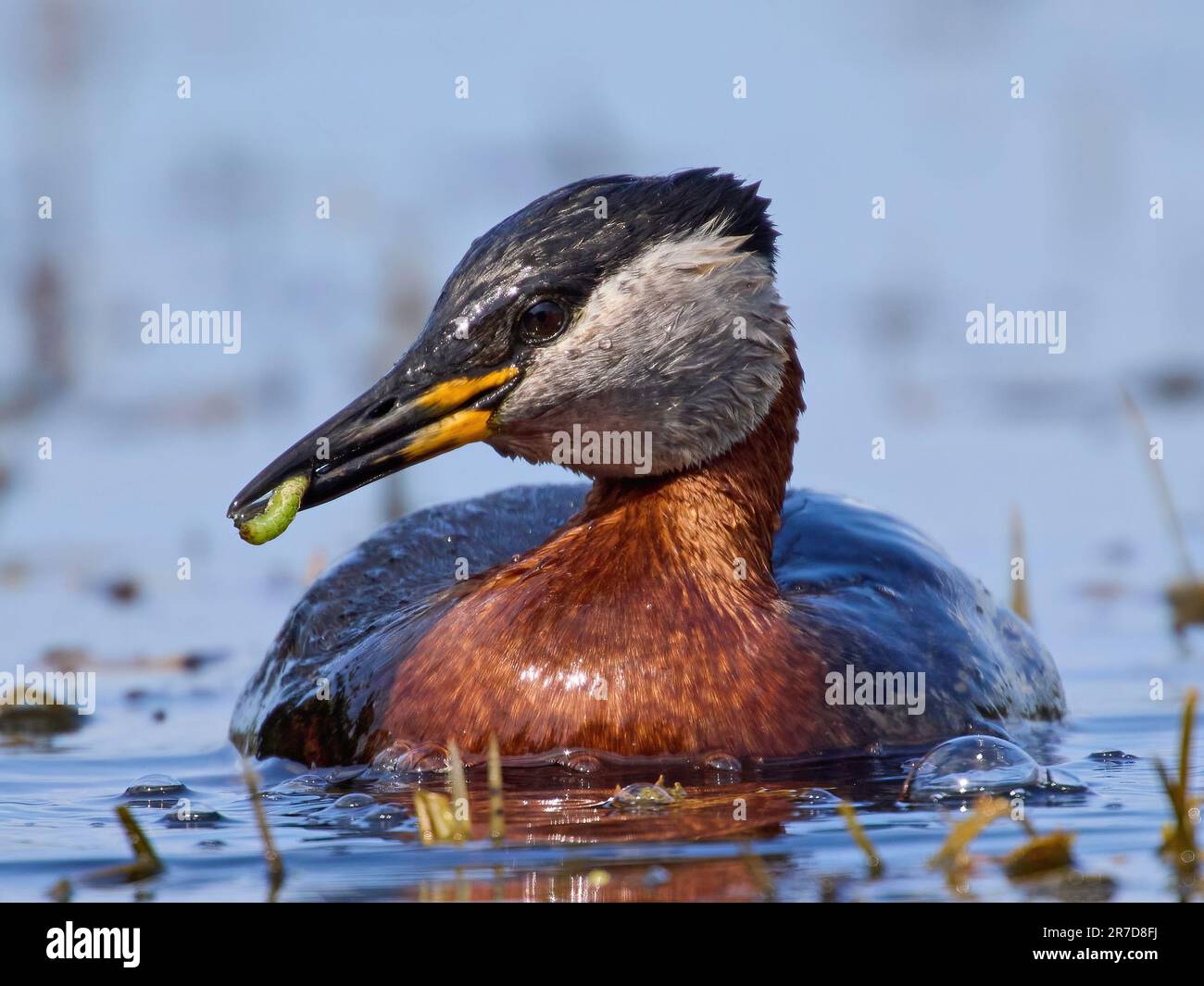 Red-necked grebe (Podiceps grisegena) in its natural environment Stock Photo