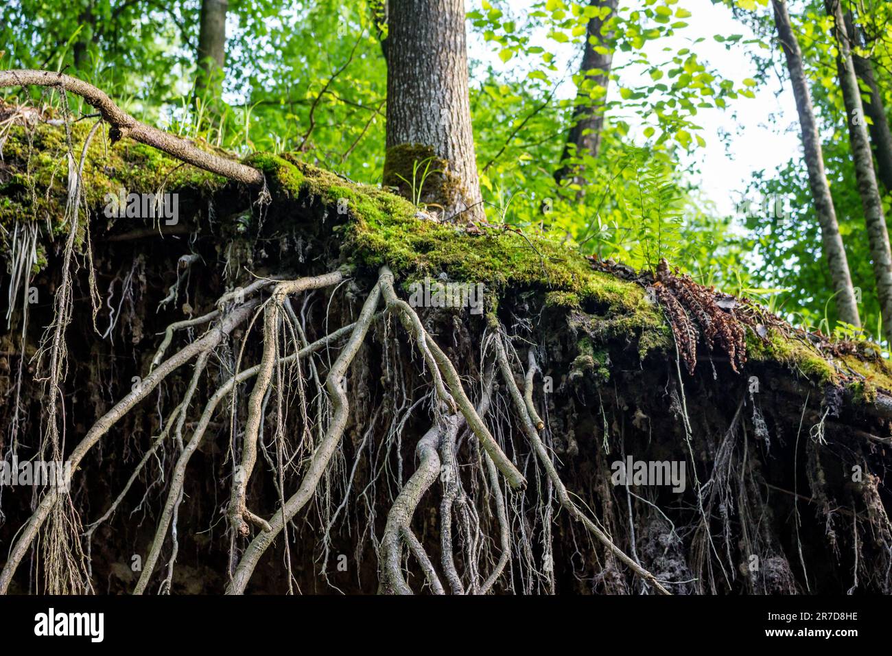 Tree roots sticking out on a cliff, root system Stock Photo Alamy
