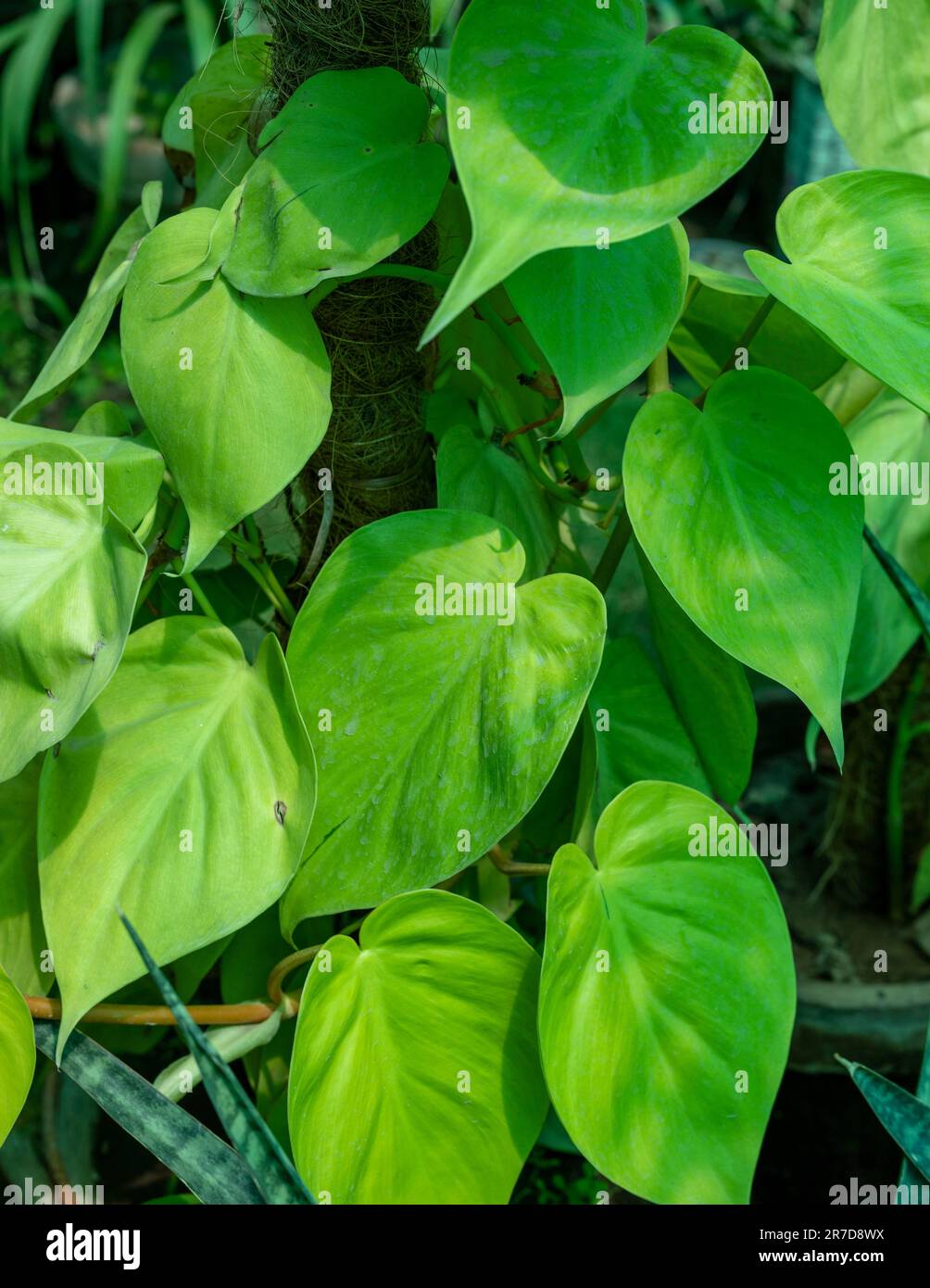 The lime green leaves of a heart-leaf philodendron plant. Stock Photo