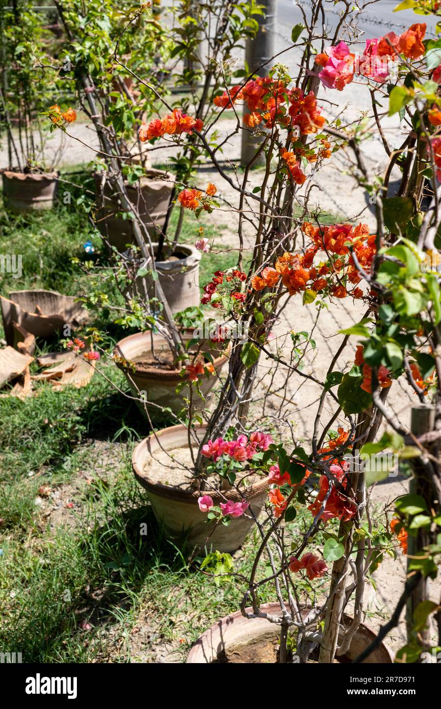 forget me not plant pot Forget-me-not Garden Pot  The Loop Chapter