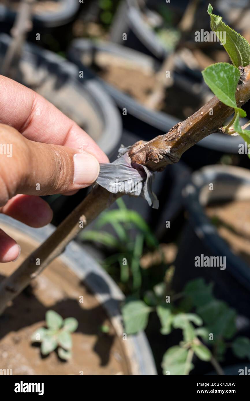 Successful grafted apple tree closeup Stock Photo Alamy