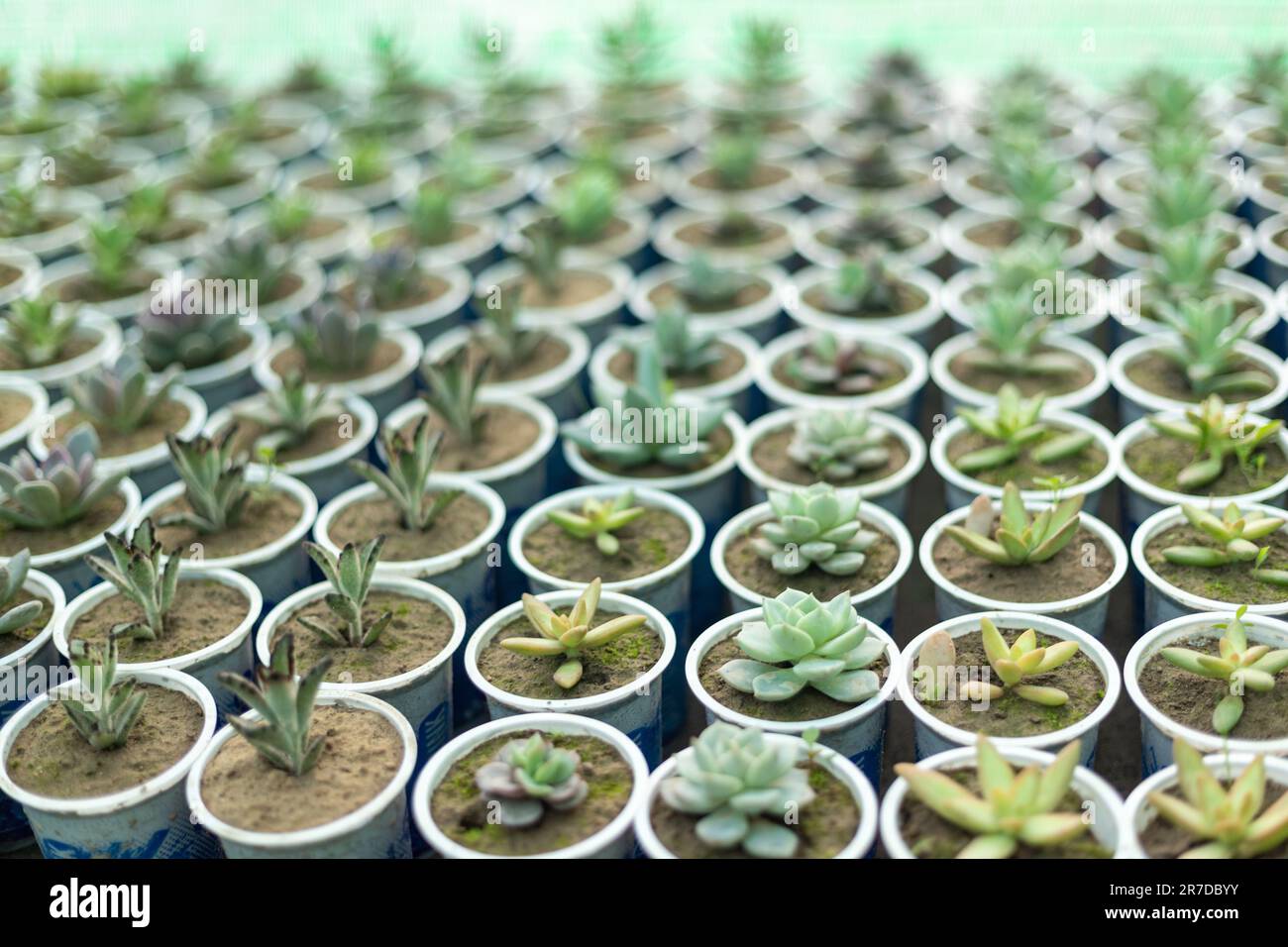 Mixed succulent propagation in spring Stock Photo