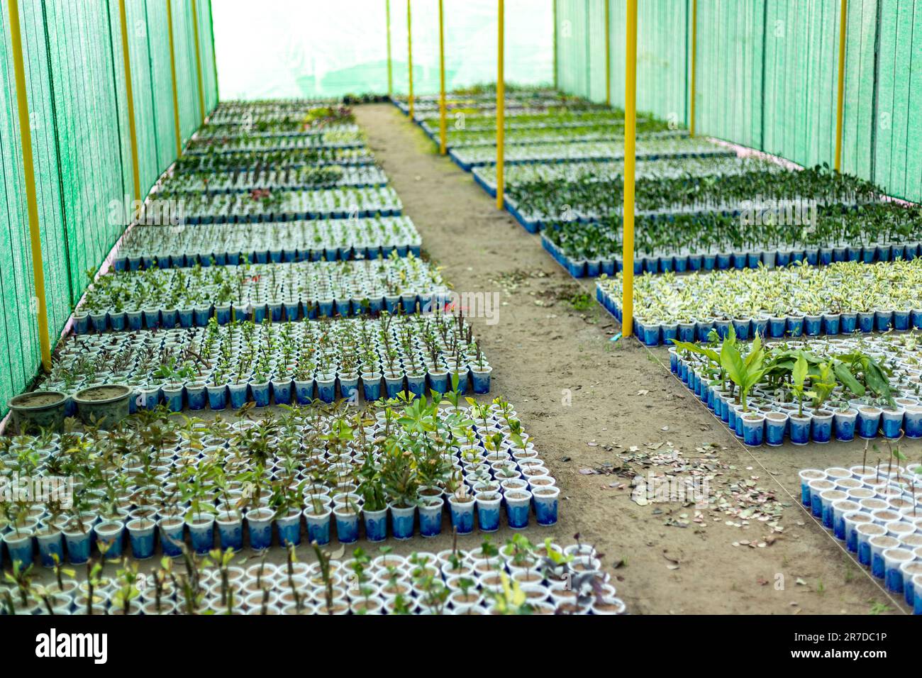 Growing a large number of small plants in greenhouse at plant nursery ...