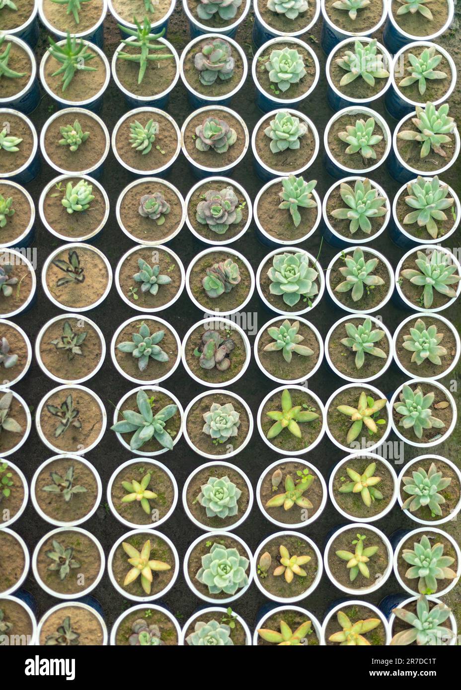 Succulent propagation in small plastic pots. Top view Stock Photo