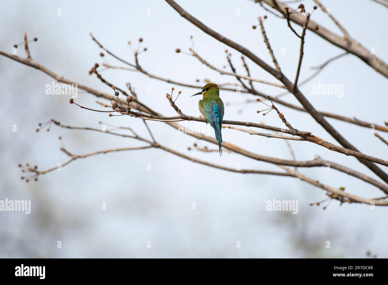 Blue tailed bee eater bird resting on a branch Stock Photo