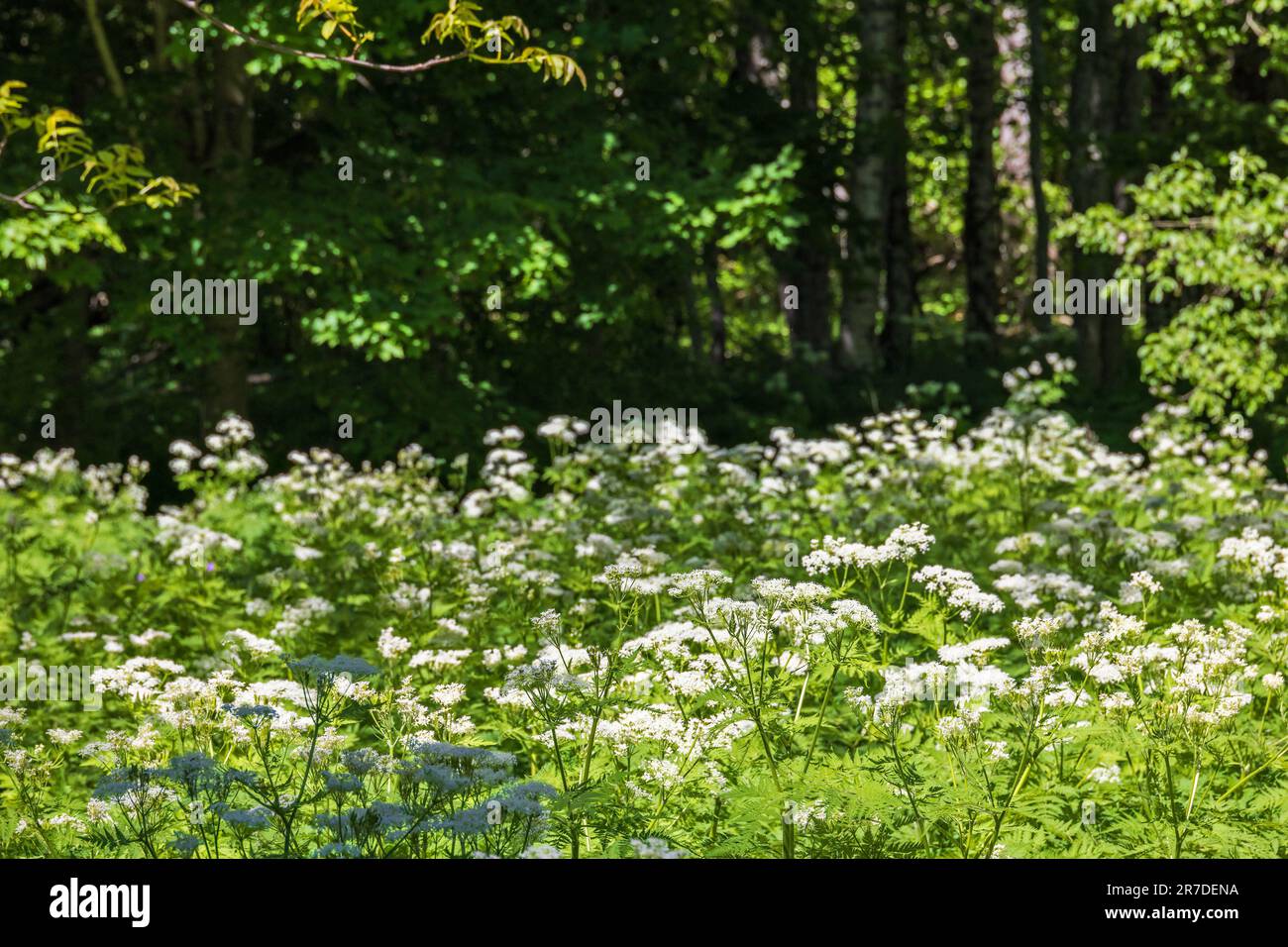 Cicely flowers on a meadow by the forest Stock Photo