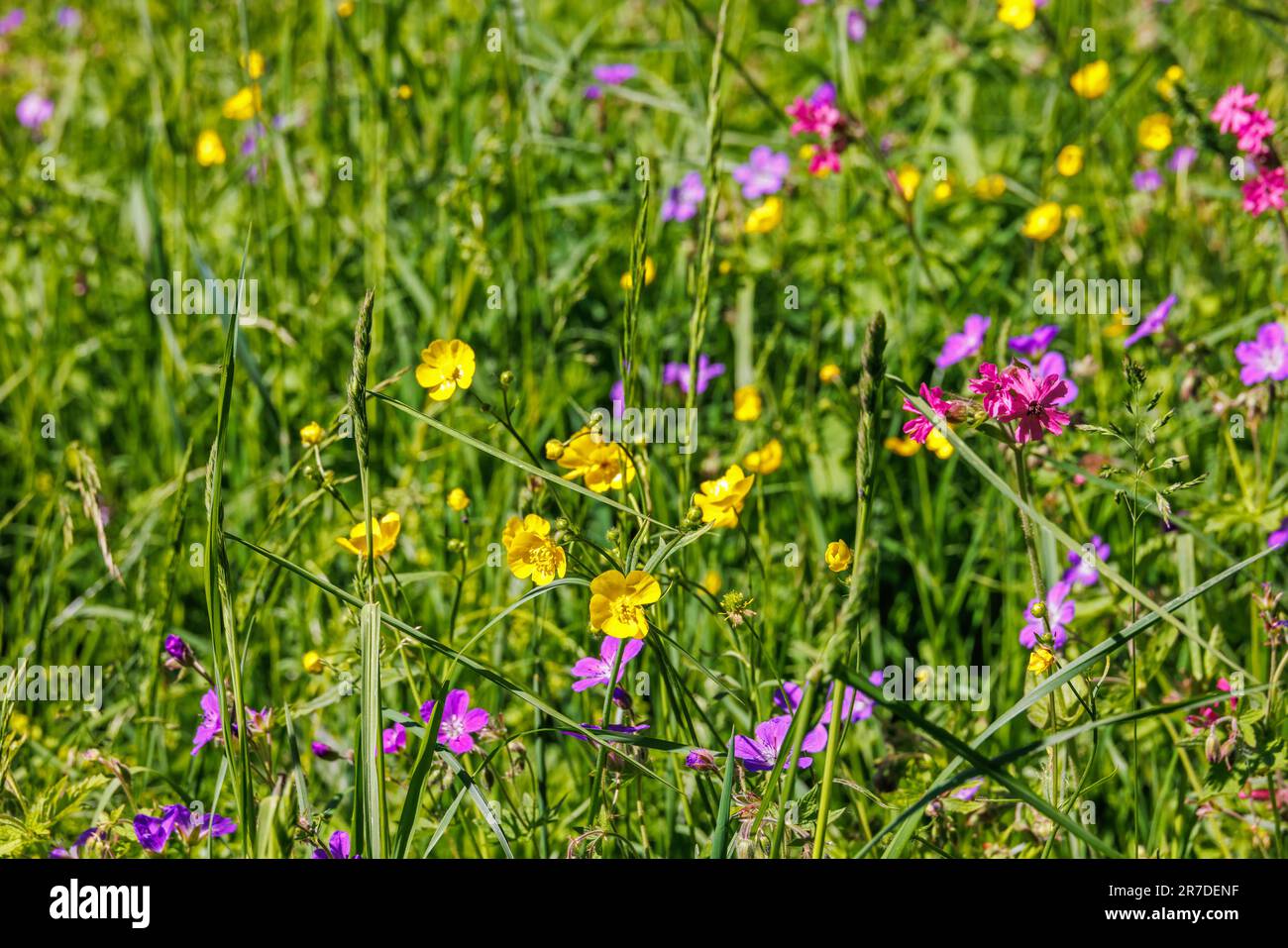 Meadow Buttercup and more wild flowers on a sunny summer meadow Stock Photo