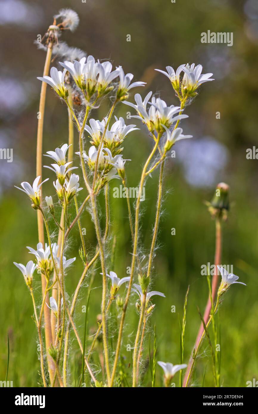 Beautiful wild Meadow saxifrage flowers at the summer Stock Photo