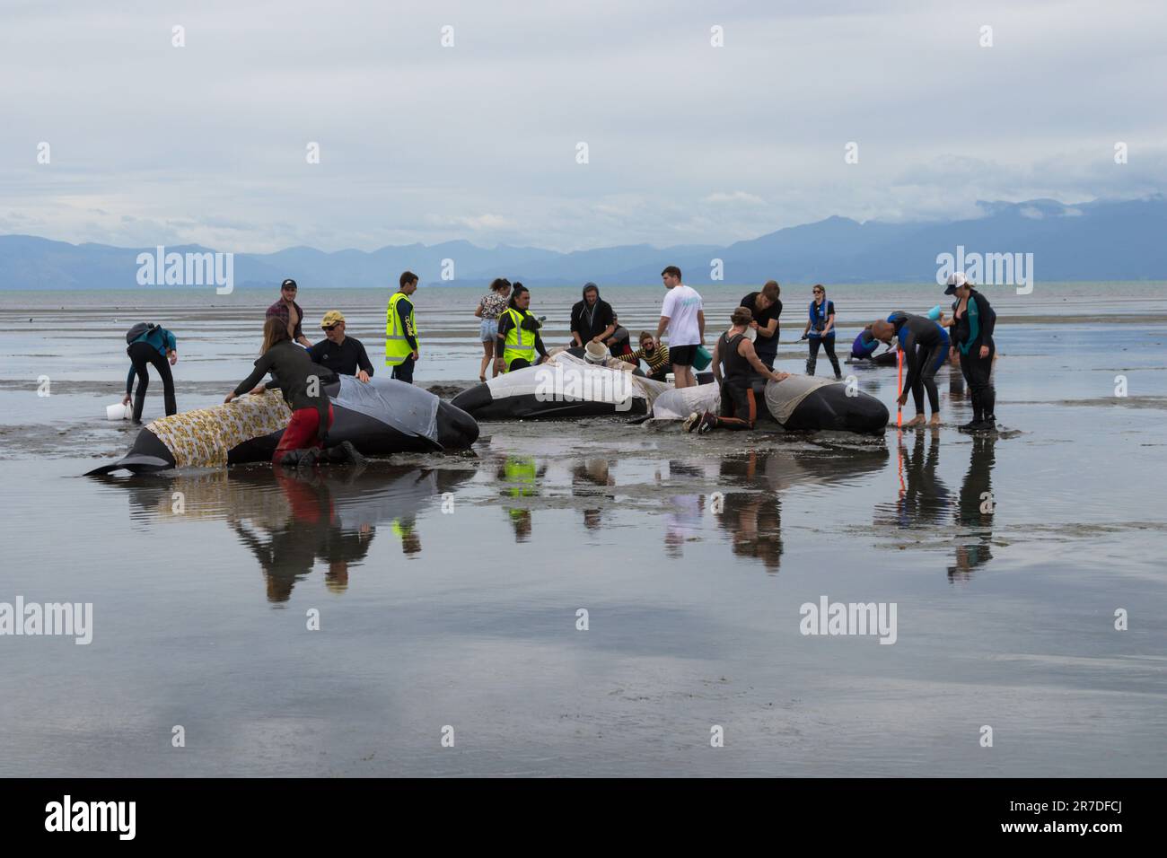 Farewell Spit, Golden Bay, Tasman District, Aotearoa / New Zealand - February 13, 2017: Stranded pilot whales beached on Farewell Spit at the northern Stock Photo