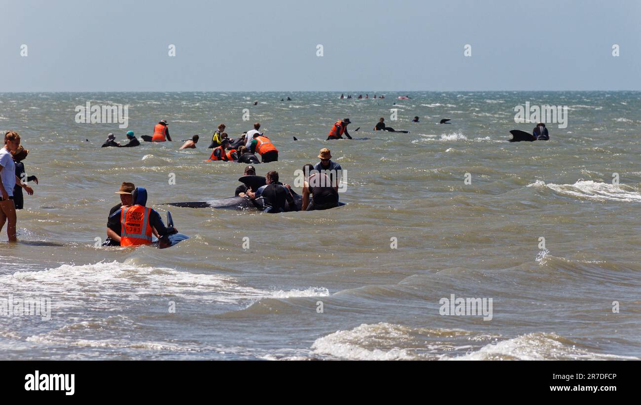 Farewell Spit, Golden Bay, Tasman District, Aotearoa / New Zealand - January 19, 2014: locals and tourists helping refloated pilot whales. Stock Photo