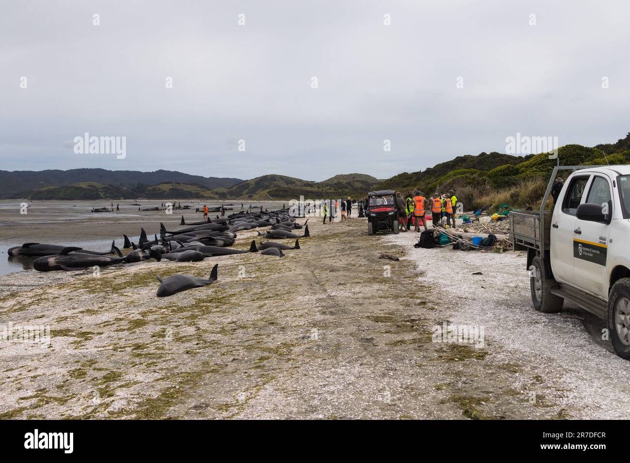Farewell Spit, Golden Bay, Tasman District, Aotearoa / New Zealand - February 13, 2017: The tragic scene of many tens of stranded pilot whales now dea Stock Photo