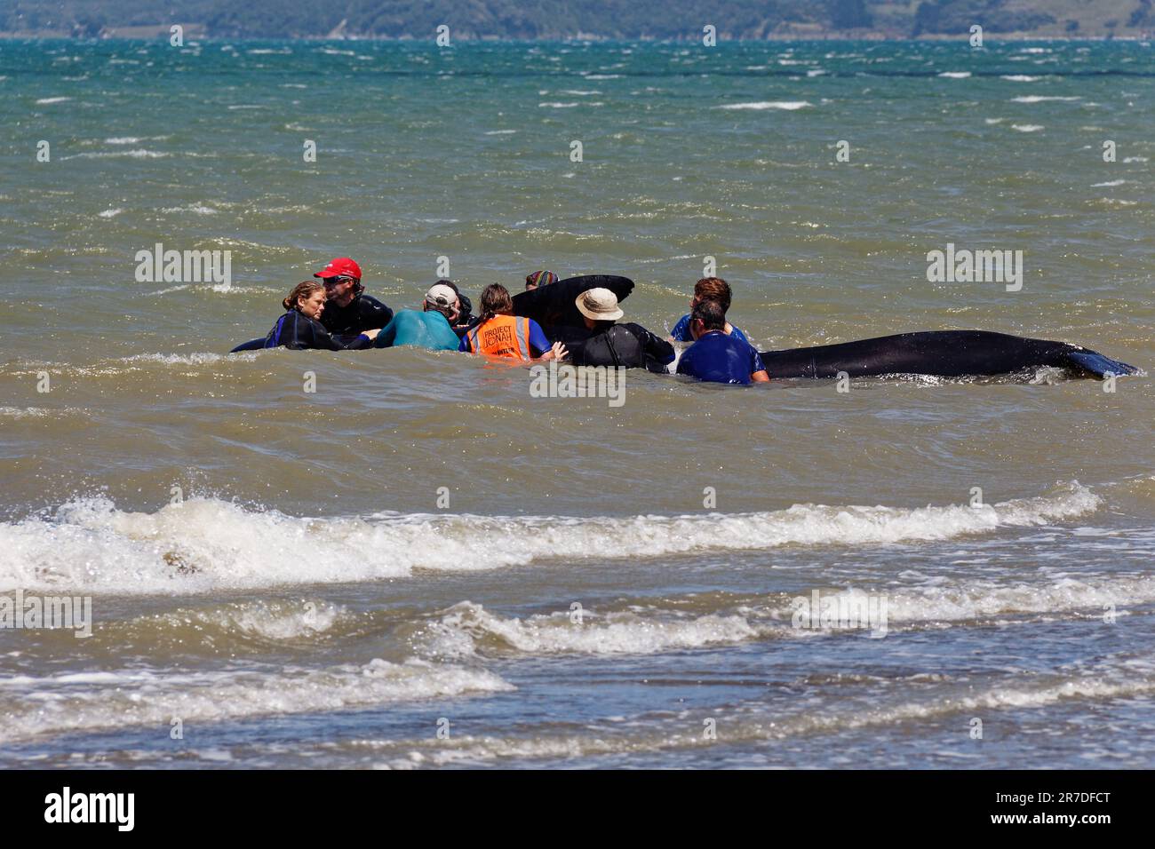 Farewell Spit, Golden Bay, Tasman District, Aotearoa / New Zealand - January 19, 2014: locals and tourists helping a refloated pilot whale off the bea Stock Photo