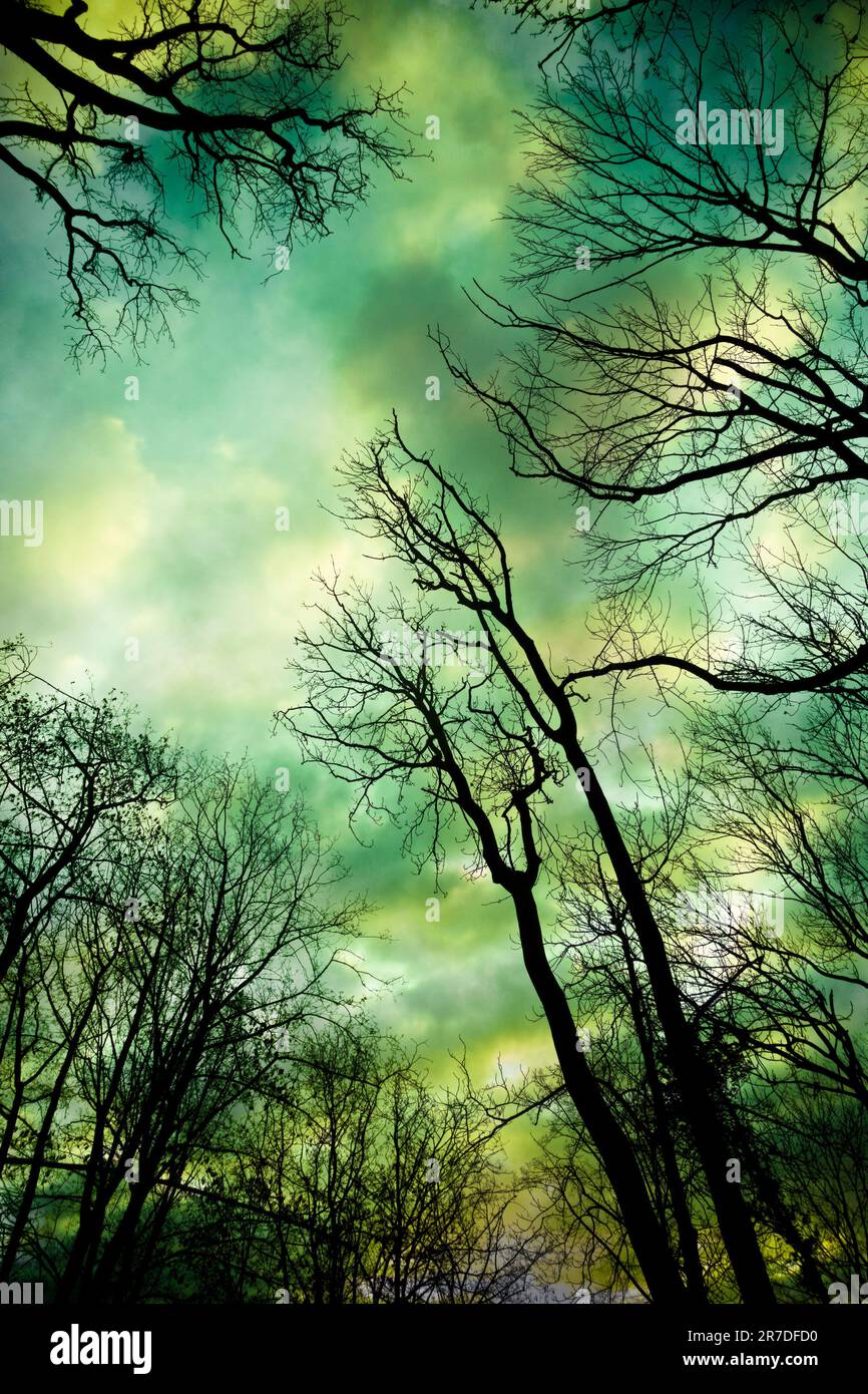 winter tree branches in silhouette, low angle view Stock Photo
