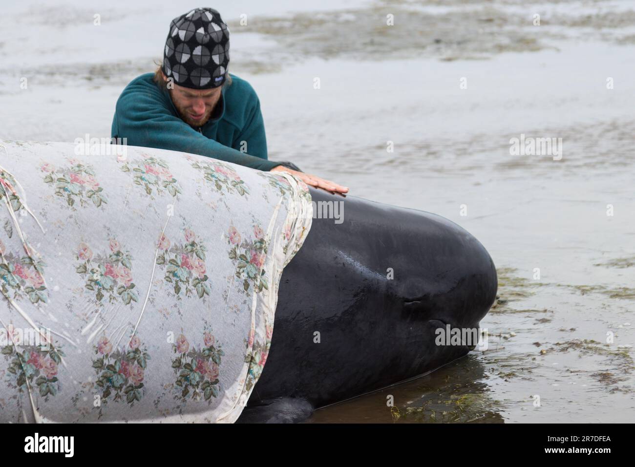 Farewell Spit, Golden Bay, Tasman District, Aotearoa / New Zealand - February 13, 2017: Stranded pilot whale beached on Farewell Spit at the northern Stock Photo