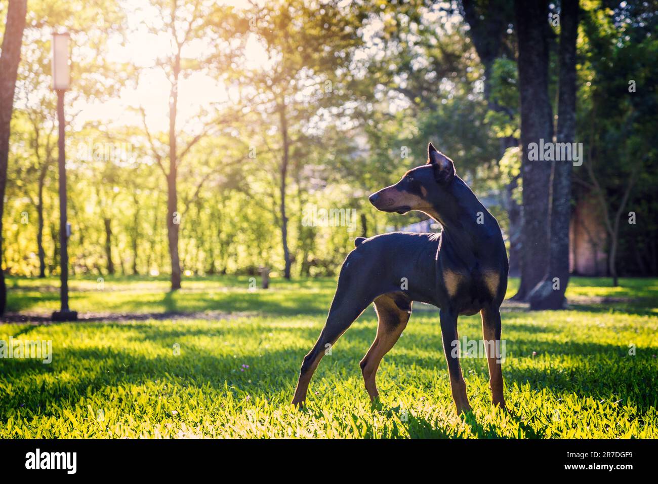 A Dobermann dog stands in a lush green grassy field against a backdrop of tall trees Stock Photo