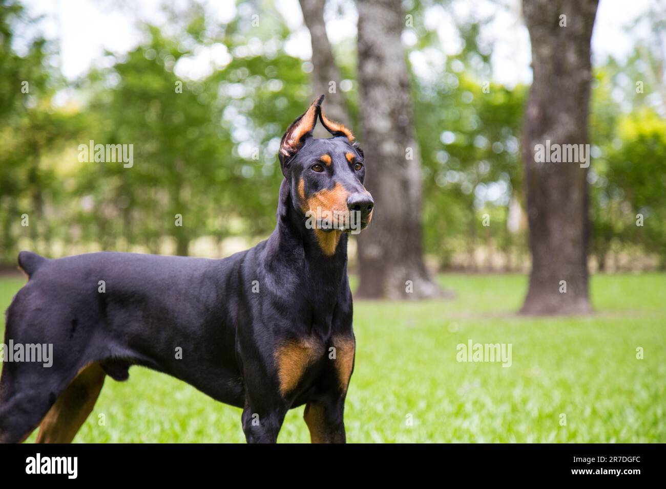 An energetic, Dobermann dog stands in a lush, green pasture surrounded by trees, soaking in the sun Stock Photo