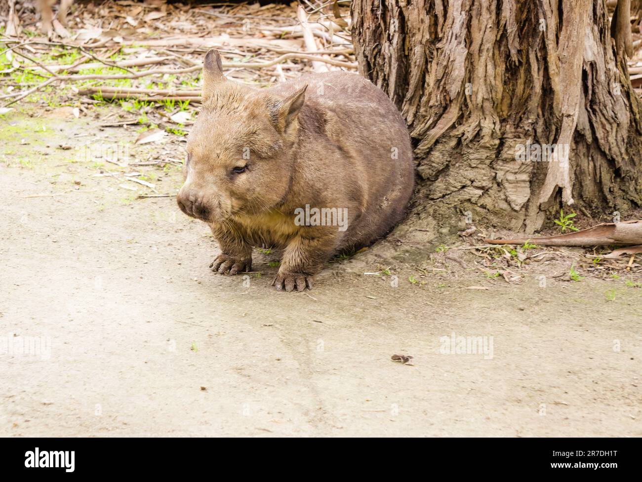 Southern Hairy-nosed Wombat Photo Taken At Moonlit Sanctuary Stock Photo
