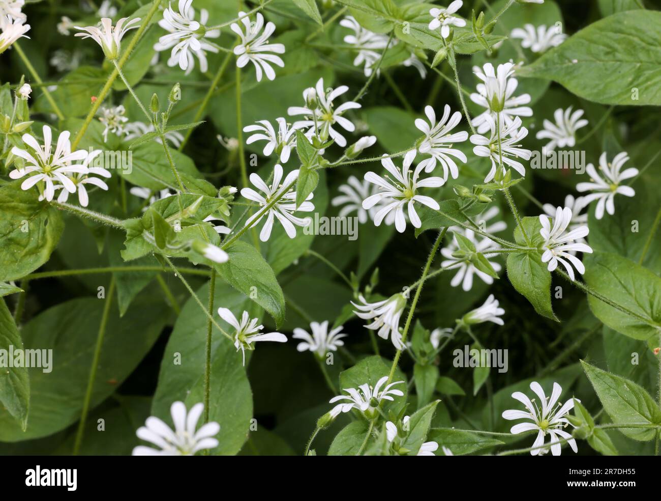 Starwort flowering Stock Photo