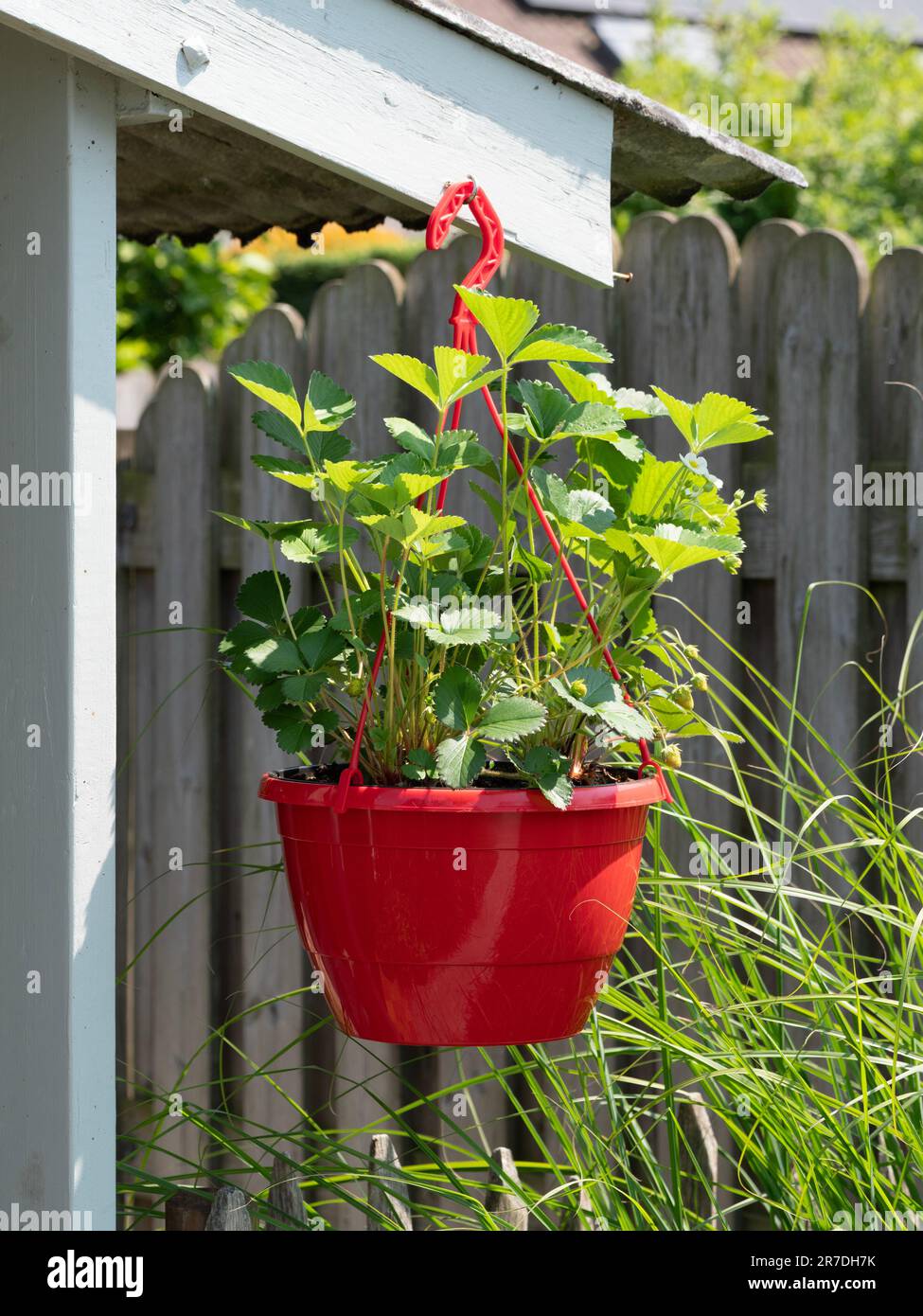 Red hanging basket with still young strawberry plants Stock Photo Alamy