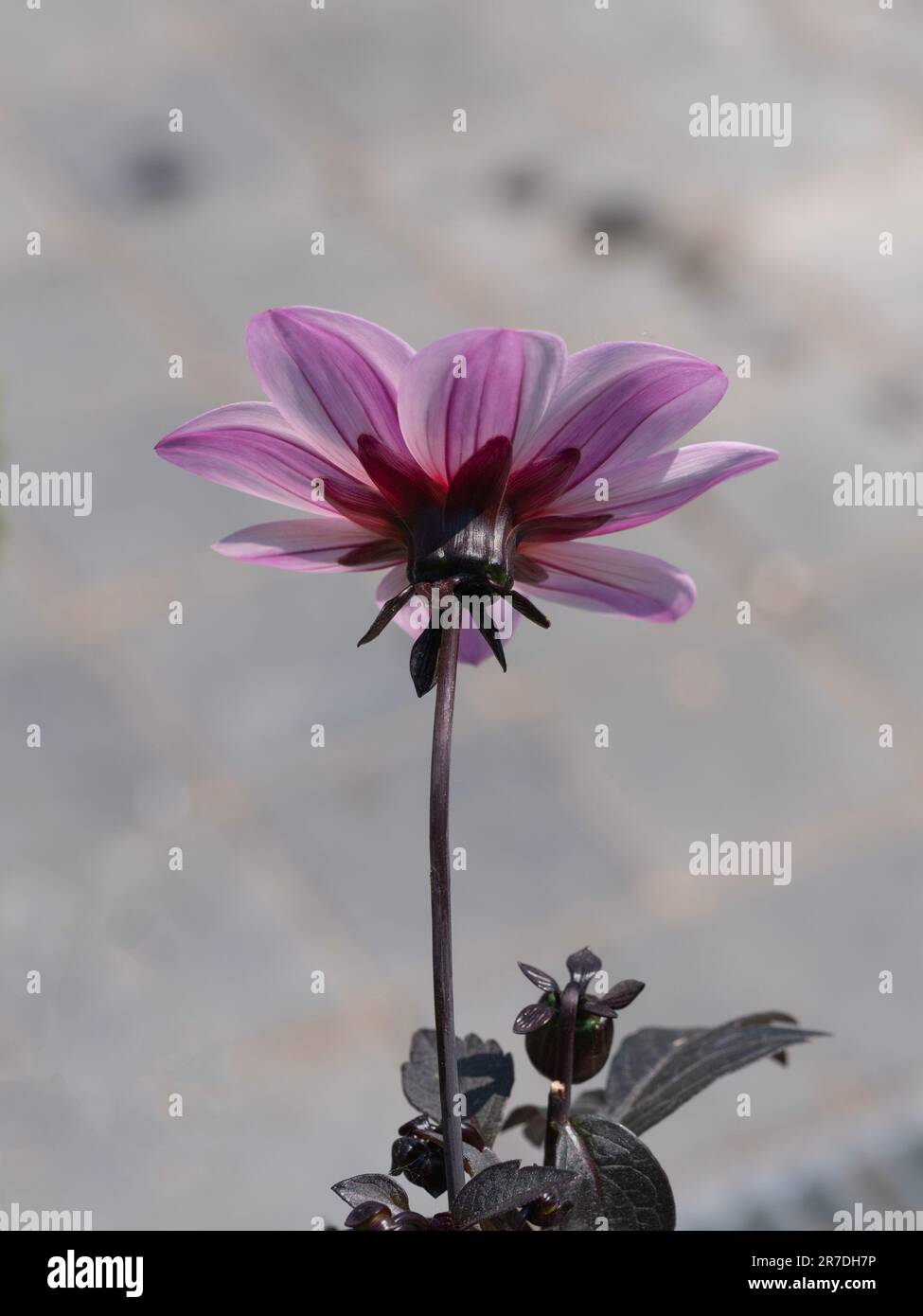 the bottom and back of the flower, Dahlia merckii lehm on a bokeh milky background Stock Photo