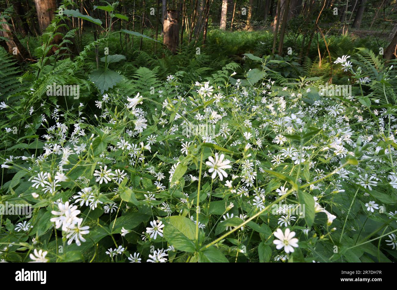 Starwort flowering Stock Photo